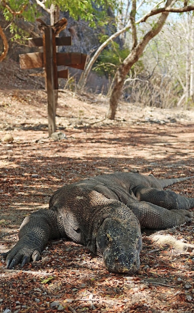 Photo le dragon de komodo est au sol au parc national de komodo, en indonésie