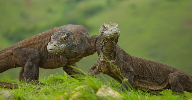 Le dragon de Komodo est au sol. Indonésie. Parc national de Komodo.
