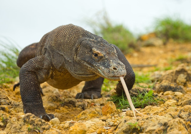 Le dragon de Komodo est au sol. Indonésie. Parc national de Komodo.