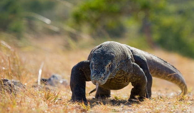 Le dragon de Komodo est au sol. Indonésie. Parc national de Komodo.