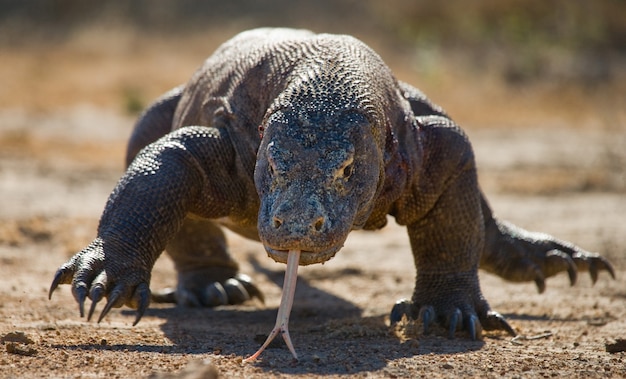 Le dragon de Komodo est au sol. Indonésie. Parc national de Komodo.