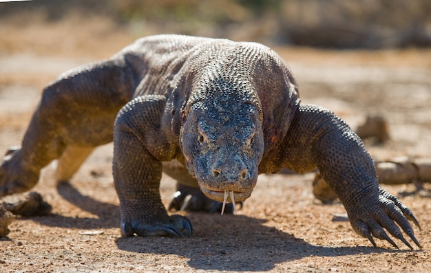 Le dragon de Komodo est au sol. Indonésie. Parc national de Komodo.