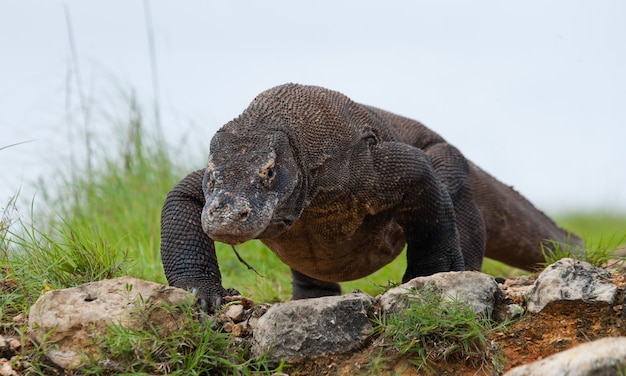 Le dragon de Komodo est au sol. Indonésie. Parc national de Komodo.