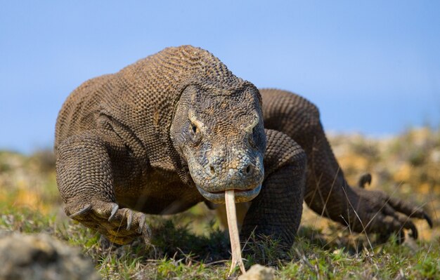 Le dragon de Komodo est au sol. Indonésie. Parc national de Komodo.