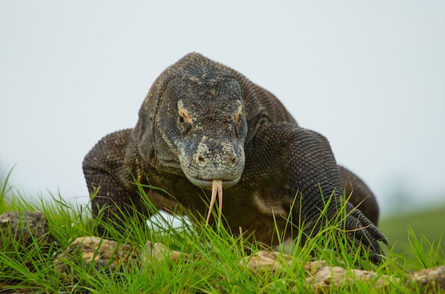 Le dragon de Komodo est au sol.