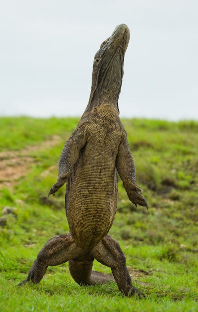 Le dragon de Komodo se tient debout sur ses pattes arrière. Indonésie. Parc national de Komodo.