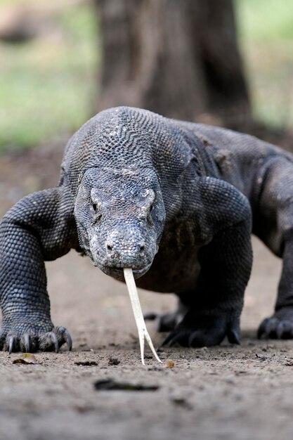 Photo le dragon de komodo varanus komodoensis est un lézard unique sur le sol de komodo en indonésie.