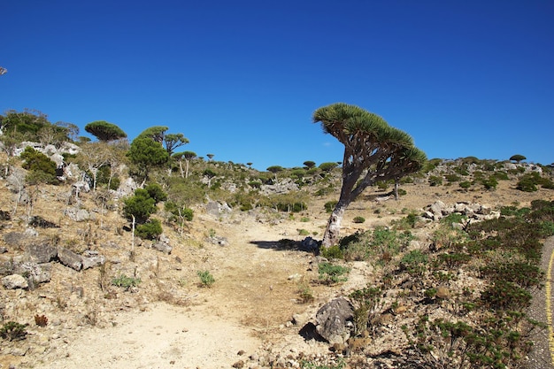 Dragon tree Blood tree sur le plateau de Homhil l'île de Socotra au Yémen l'océan Indien