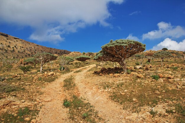 Dragon tree Blood tree sur le plateau de Homhil l'île de Socotra au Yémen l'océan Indien