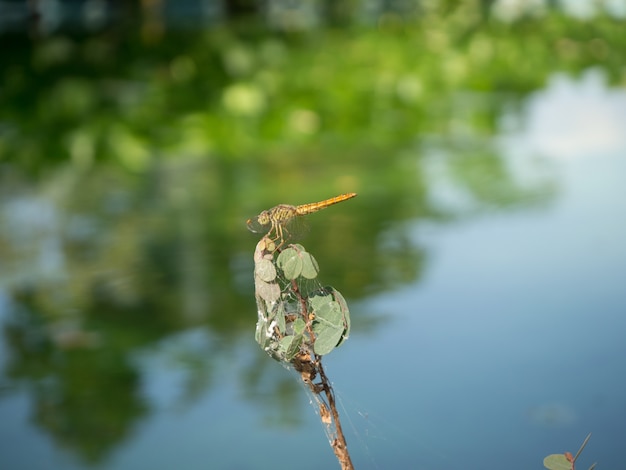 Dragonfly Closeup