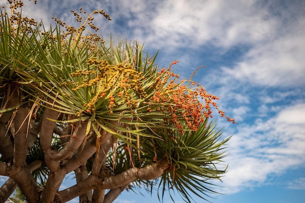 Dragonnier des îles Canaries ou drago avec ses fruits orange sur des nuages blancs et fond de ciel bleu Couronne luxuriante de Dracaena draco Nature subtropicale exotique de Tenerife