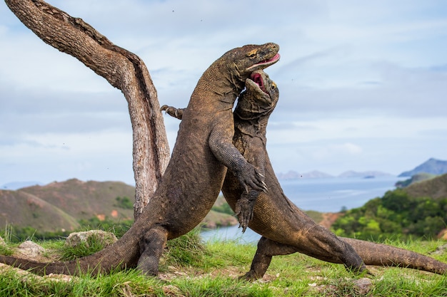 Les dragons de Komodo se battent entre eux. Indonésie. Parc national de Komodo.