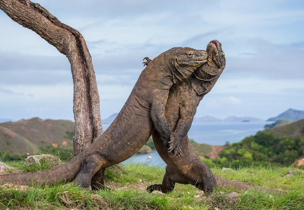 Les dragons de Komodo se battent entre eux. Indonésie. Parc national de Komodo.