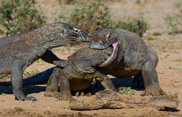 Les dragons de Komodo se battent entre eux. Indonésie. Parc national de Komodo.