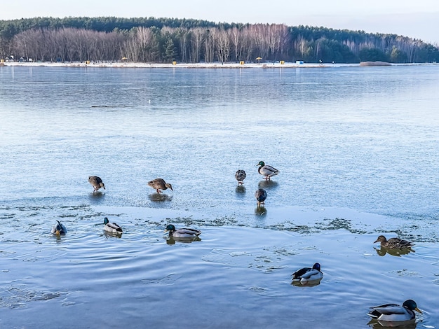 Drakes, canards colverts et cygnes nageant dans un lac gelé en hiver. Images 4k de haute qualité