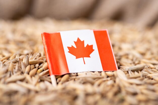 Drapeau du Canada sur le grain d'avoine