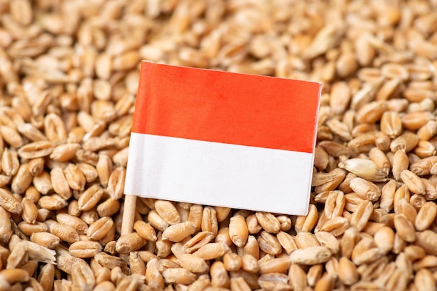 Drapeau de l'Indonésie sur le blé Récolte du blé en Indonésie origine du grain