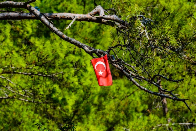 Drapeau turc rouge avec croissant et étoile accroché à une branche d'arbre dans la forêt