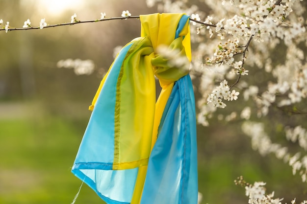 Drapeau de l'ukraine dans un arbre en fleurs dans le jardin au printemps. Symboles patriotiques ukrainiens, couleurs du drapeau. Concept d'indépendance et de liberté.