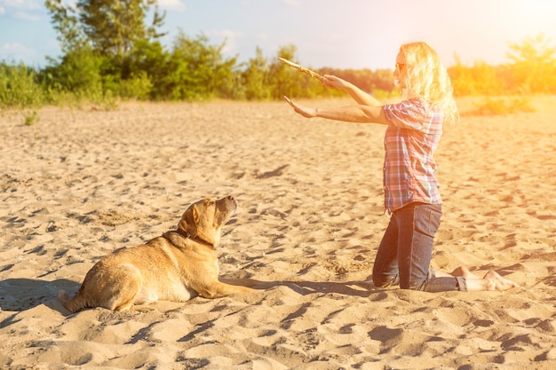 Dressage d'un chien un grand labrador drôle de chien exécute une commande de s'allonger et attend la récompense d'un merveilleux ...