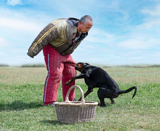 Dressage du dobermann pinscher