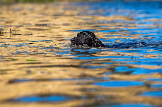 Dresser Un Chien De Chasse Sur L'eau. épagneul Russe