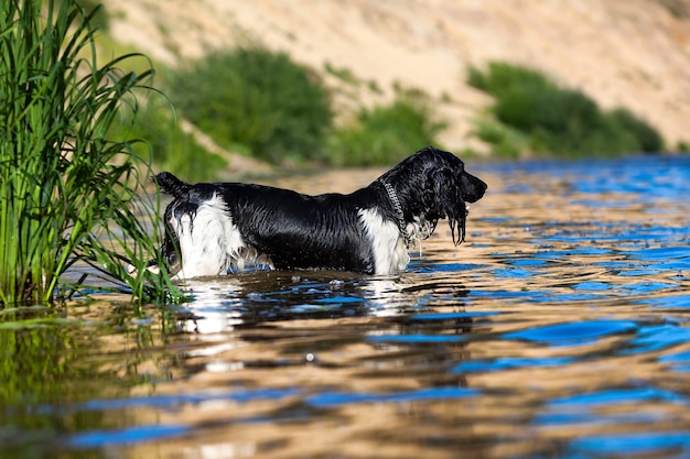 Dresser un chien de chasse sur l'eau. Épagneul russe