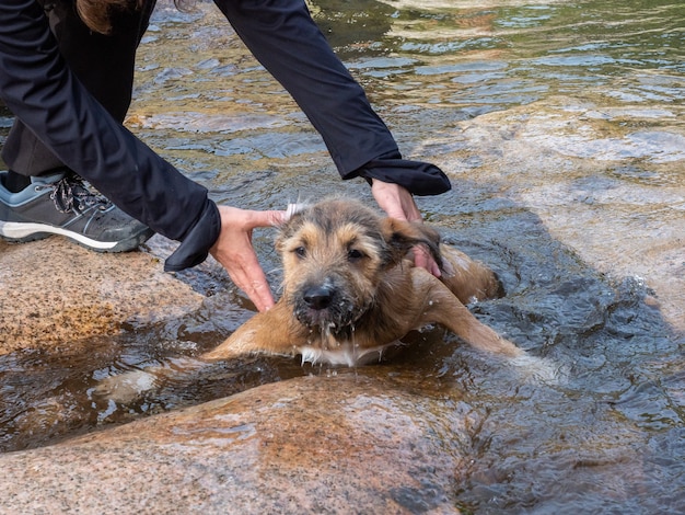 Photo dresseur de chiens enseignant au chiot brun à nager dans le lagon. chiot brun apprenant à nager dans un lac parmi les rochers.