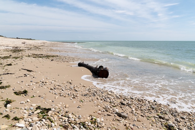 Driftwood Beach dans le sud-ouest de la France à Isle de Re