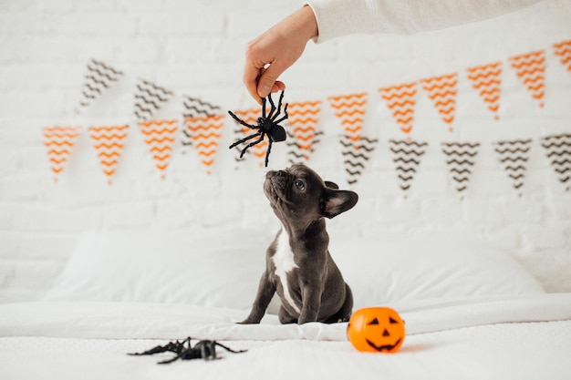 Drôle adorable mignon chiot bouledogue français bleu avec jouet citrouille Jack et araignées à la fête d'Halloween