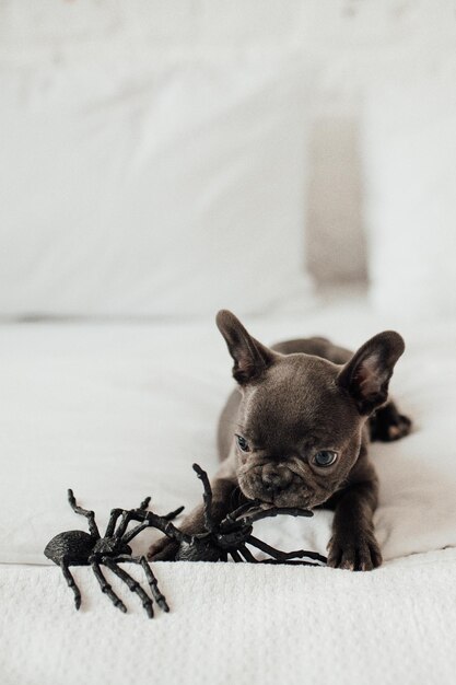 Drôle adorable mignon chiot bouledogue français bleu avec jouet citrouille Jack et araignées à la fête d'Halloween