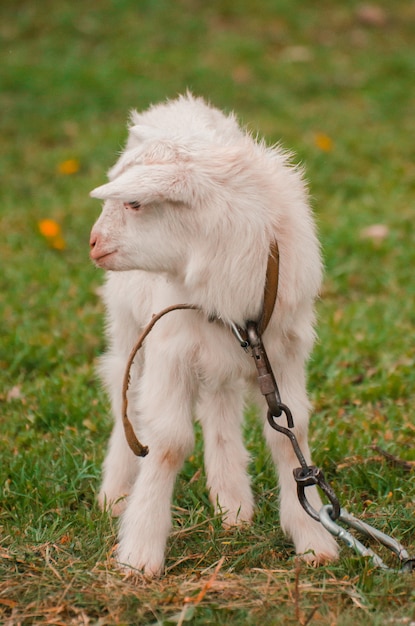 Drôle bébé blanc de chèvre sur l'herbe verte