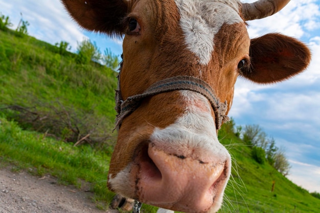 Drôle et belle vache brune et blanche amicale avec chaîne et harnais. Portrait en gros plan de la vache au pâturage. Ukraine, printemps 2020.