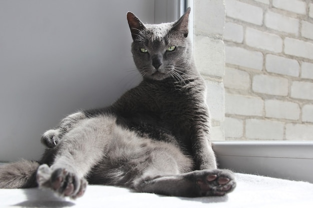 Drôle de chat bleu russe en train de bronzer sur le rebord de la fenêtre Chat dans une drôle de pose en profitant du soleil du printemps