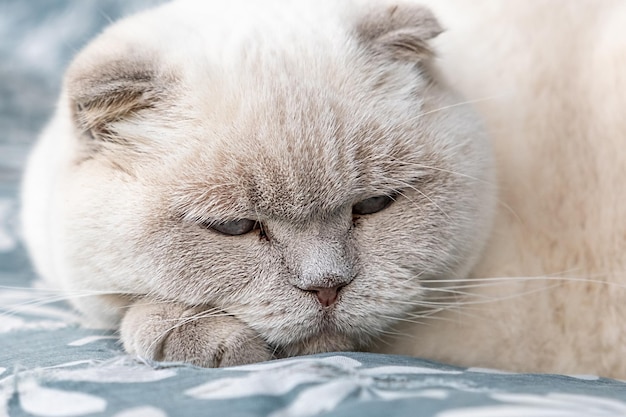 Drôle de chat britannique blanc domestique aux cheveux courts dormant à l'intérieur à la maison chaton se reposant et se détendre sur bl