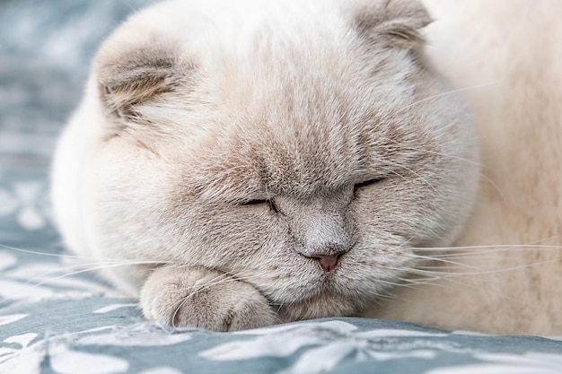 Drôle de chat britannique blanc domestique aux cheveux courts dormant à l'intérieur à la maison