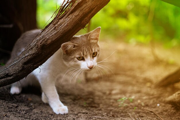 Drôle de chat curieux de chillin de couleur blanche et grise et jouant à l'extérieur s