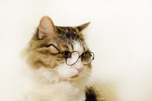 Photo un drôle de chat domestique moelleux dans des verres ronds regarde malheureusement sur le côté sur un fond clair