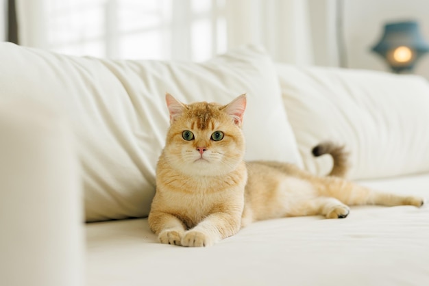 Un drôle de chat écossais avec de beaux grands yeux .