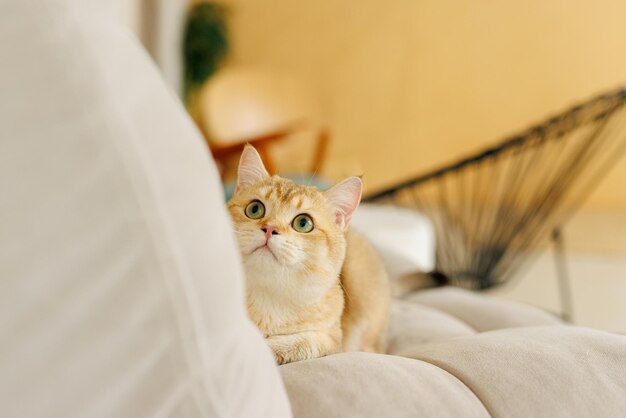 Un drôle de chat écossais avec de beaux grands yeux .