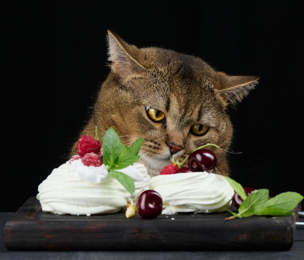 Un drôle de chat gris est assis à une table noire avec un dessert Pavlova