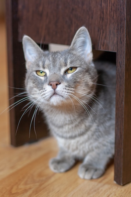 Drôle de chat gris plissant les yeux sous une chaise sur le parquet