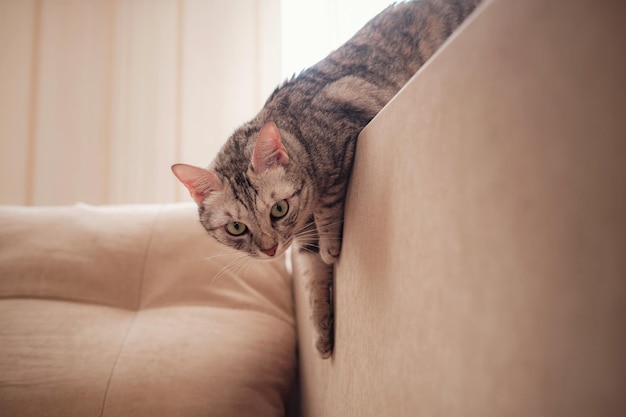 Un drôle de chat gris se repose sur le canapé par une journée ensoleillée