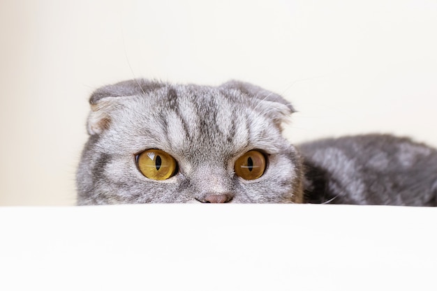 Un drôle de chat plié écossais gris aux yeux jaunes est assis à la table et regarde ailleurs avec curiosité.