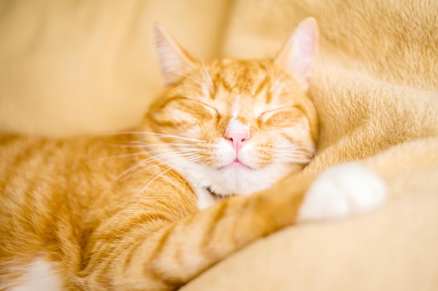 drôle de chat roux allongé dans le lit sur des vêtements de lit blancs