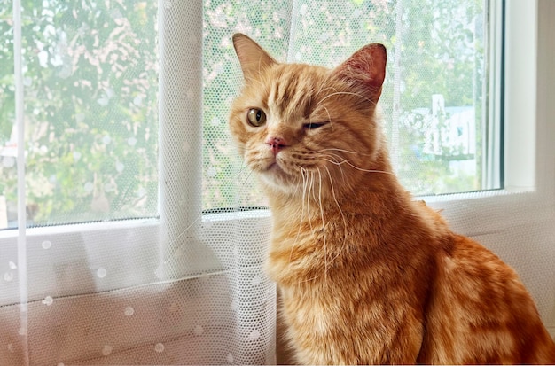 Photo drôle de chat souriant sur la fenêtre à la maison