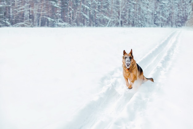 Le drôle de chien actif court dans la neige profonde.