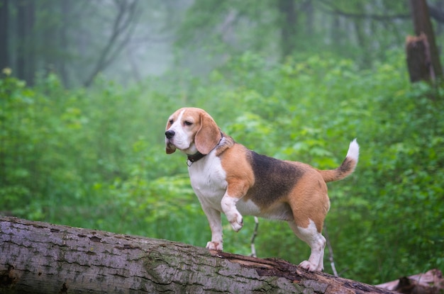 Drôle de chien Beagle lors d'une promenade dans un parc d'été le matin dans un épais brouillard