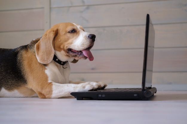 Drôle de chien Beagle regarde l'écran de l'ordinateur portable et garde ses pattes sur le clavier allongé sur le plancher en bois