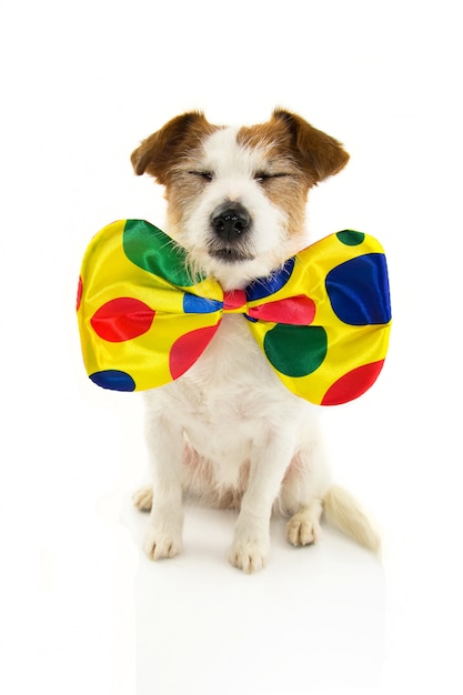 Drôle chien habillé comme un clown pour carnaval